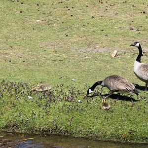 Canada goose-family
