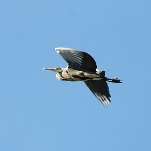 Grey heron
