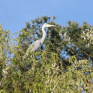 Grey heron