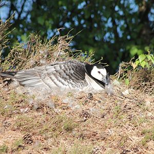 Incubating Barnacle goose