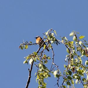 Common redstart