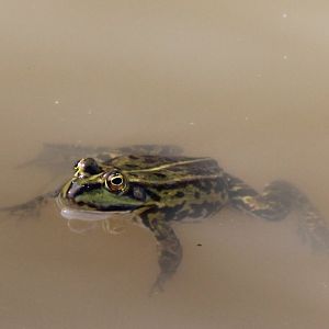 Grass frog