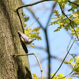 European nuthatch