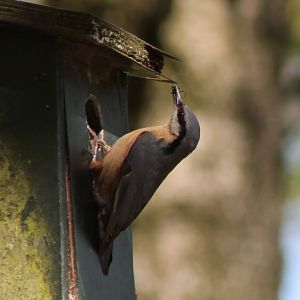 European nuthatch