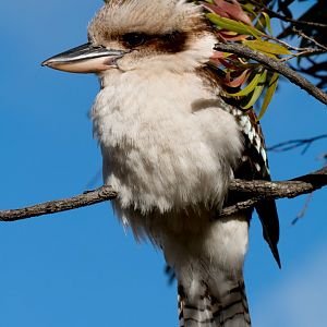 Kookaburra