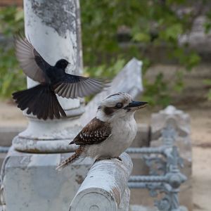 Willie Wagtail attacking Kookaburra