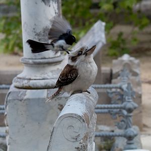 Williw Wagtail attacking Kookaburra