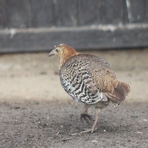 Sri Lankan Junglefowl
