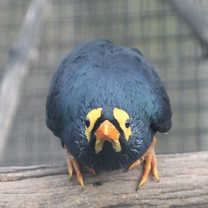 Yellow-faced myna