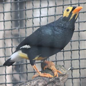 Yellow-faced myna