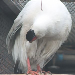 Whith eared pheasant