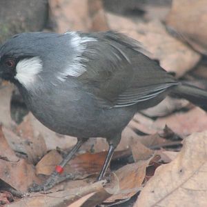 Black-throated laughing-thrush
