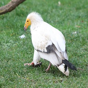 Egyptian vulture