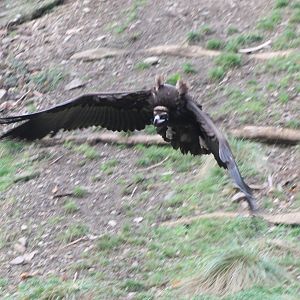 European black vulture