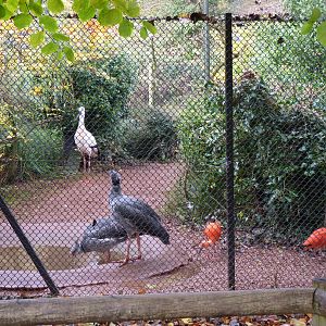 Mixed bird exhibit, November 2016