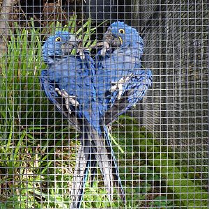 Hyacinth macaws, November 2016