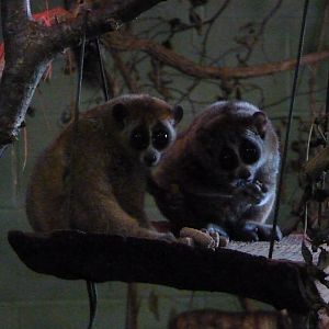 Pygmy slow loris, November 2016