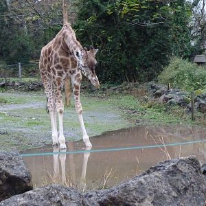 Rothschild giraffe and pond, 21 November 2016