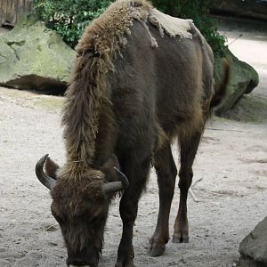 Wisent