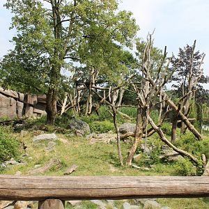 Enclosure Spectacled bear