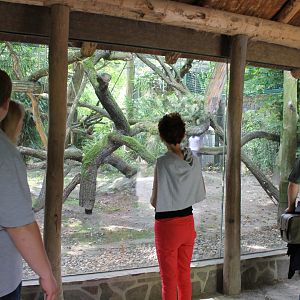 Enclosure Clouded leopard