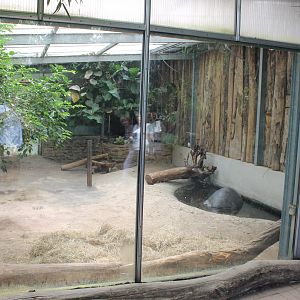 Indoor-enclosure Giant tortoise