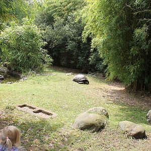 Outdoor enclosure slider and Giant tortoise