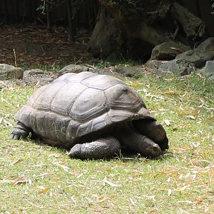 Aldabra giant tortoise