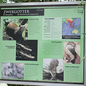 Info-sign Oriental small-clawed otter