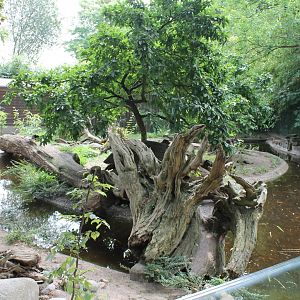 Enclosure Oriental small-clawed otter