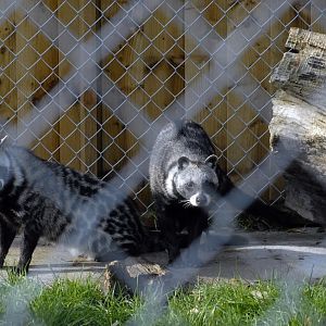 African Civet
