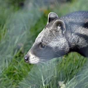 African Civet