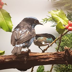 Black-faced dacnis - Dacnis lineata