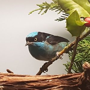 Black-faced dacnis - Dacnis lineata