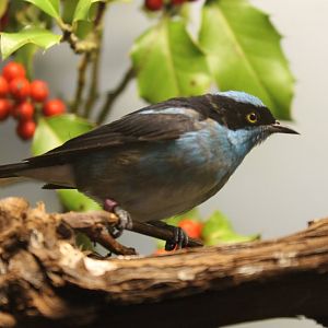 Black-faced dacnis - Dacnis lineata
