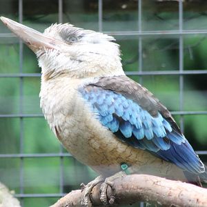 Blue-winged kookaburra