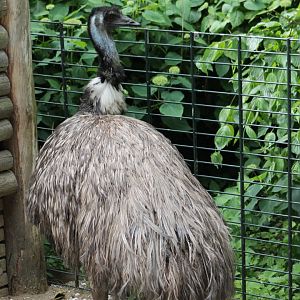 Emu