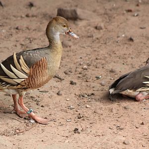 Eyton's  whistling ducks