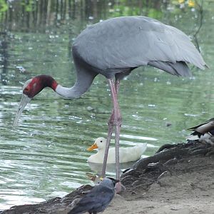 Sarus crane