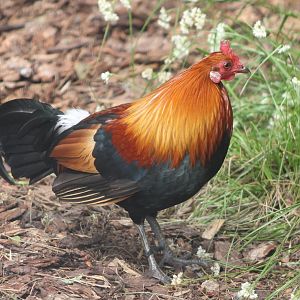 Red junglefowl