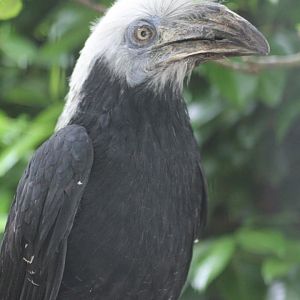 White-crowned hornbill - female