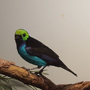 Paradise tanager
