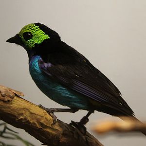 Paradise tanager