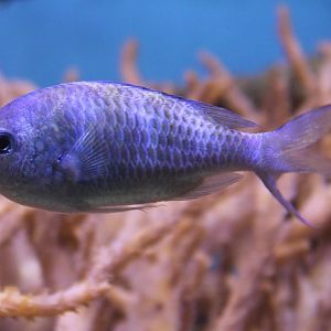Damselfish ID