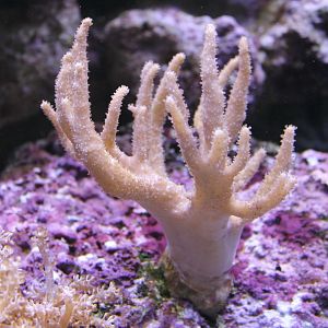 Soft coral