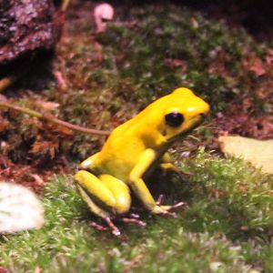 Phyllobates bicolor