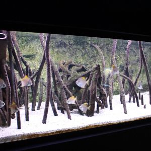 Mangrove - Silver moony aquarium