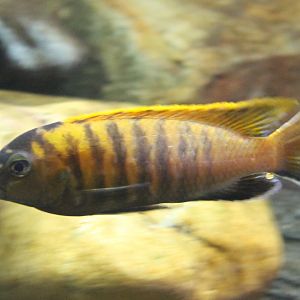 Cynotilapia species