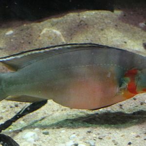 Pike cichlid - Crenichla species