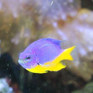 Azure damselfish
